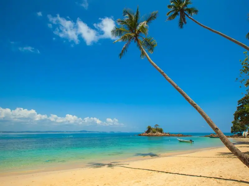 A palm leaning over the shoreline at midday